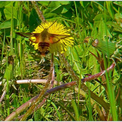 Hummingbird Moth Wildlife Photo